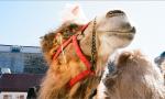 The Camel.jpg